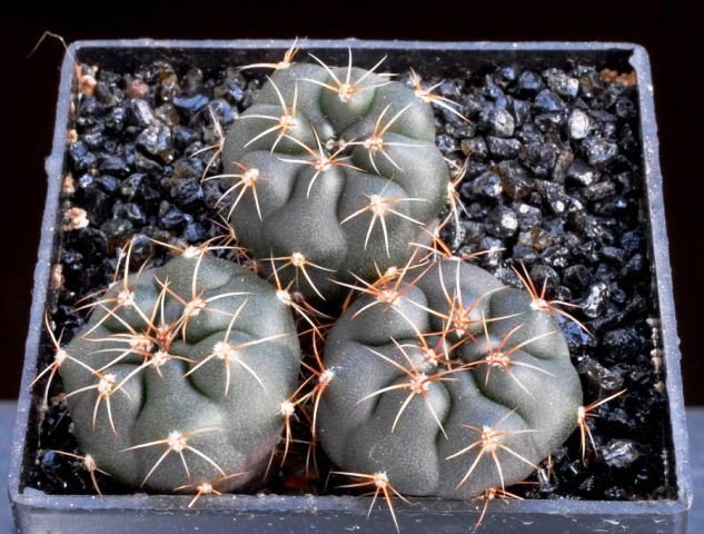 Gymnocalycium_erolesii